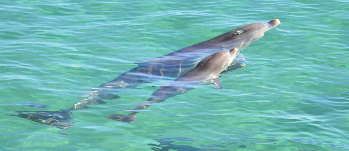 Dolphin and baby