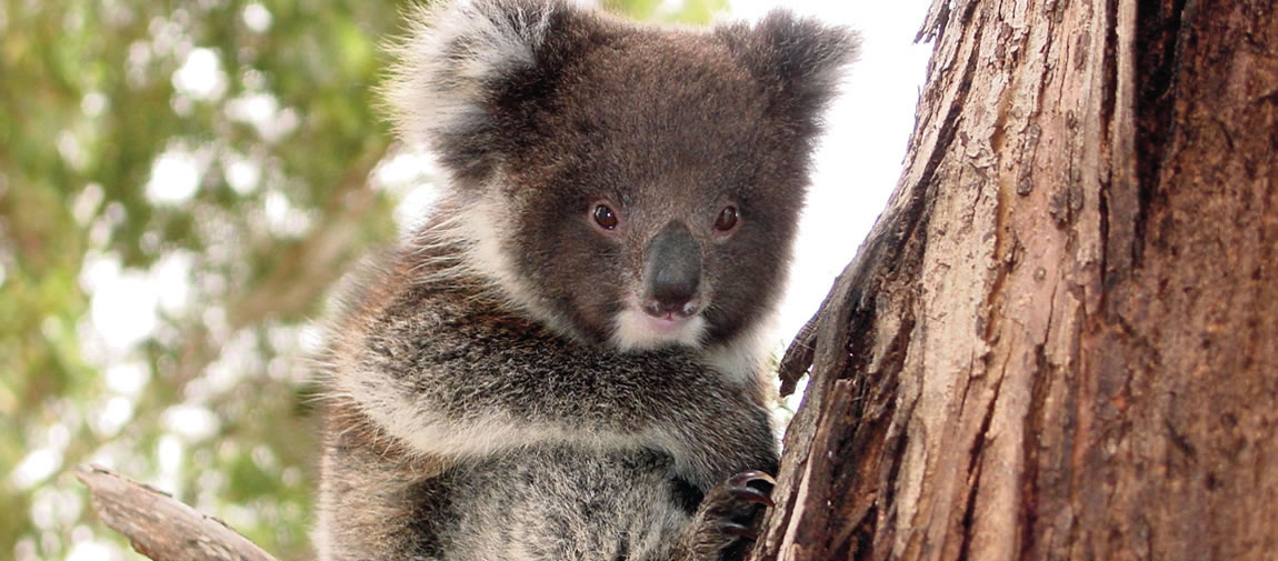 The iconic Australian koala
