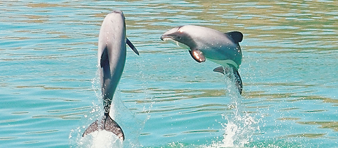 Leaping dolphins