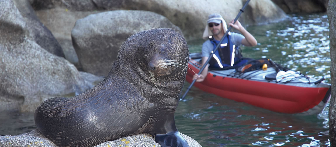 Fur seal and kayaker