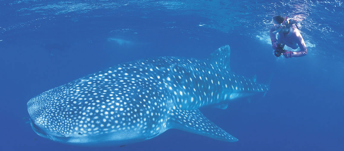 Whale shark and snorkeller