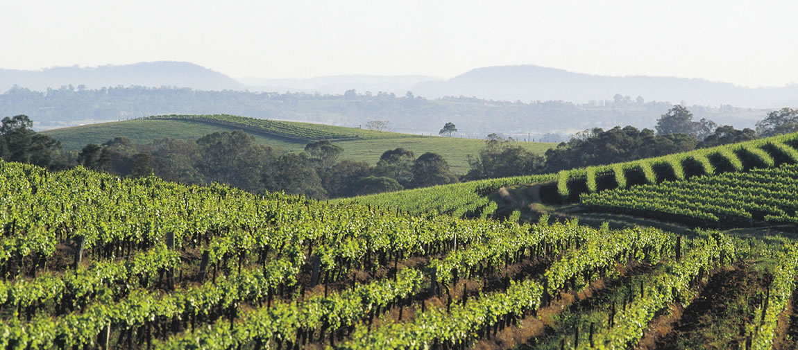 A Hunter Valley winery