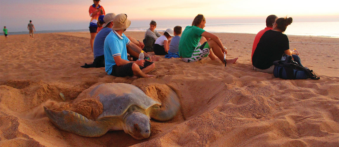 Where To See Turtles In Australia Austravel Blog Nesting Turtle