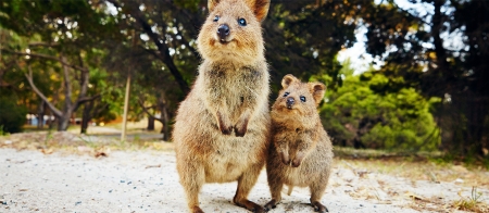 Quokkas on Rottnest Island, Western Australia