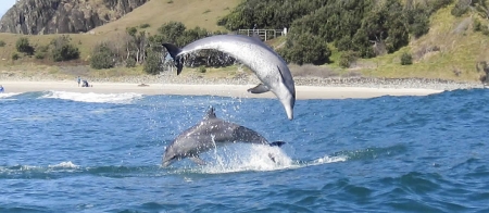 a flock of seagulls are swimming in a body of water