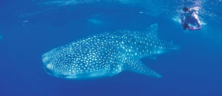 a fish swimming under water