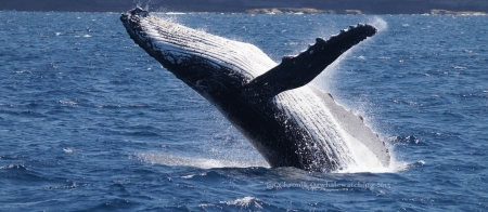 a whale jumping out of the water