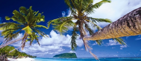 a group of palm trees next to a body of water