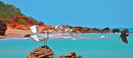 a close up of a bird flying over a beach