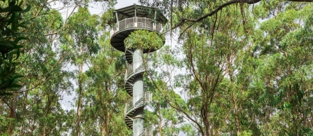 a clock tower on top of a tree