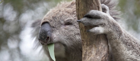 a close up of a koala