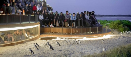 a flock of seagulls are standing in front of a crowd