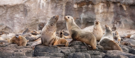 a seal on a rock