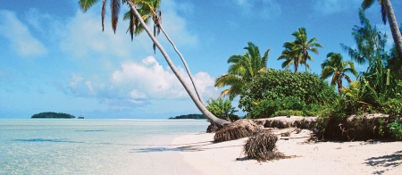 a palm tree on a beach near a body of water