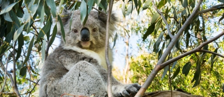 a koala eating leaves from a tree