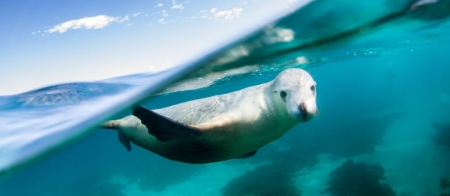 a person swimming in a body of water