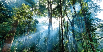 a tree in a forest