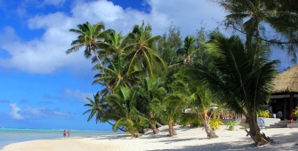 a beach with a palm tree