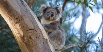 a koala bear sitting on a branch