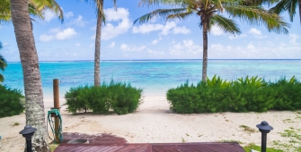 a beach with a palm tree in front of a body of water