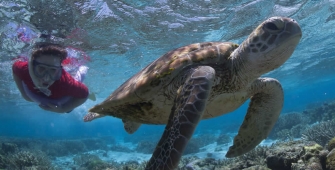 a turtle swimming under water