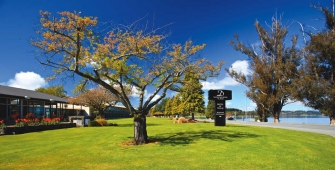 a large tree in a park