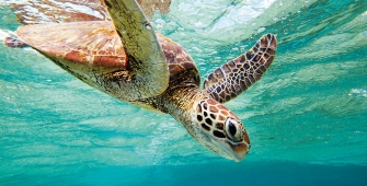 Sea turtle, Australia