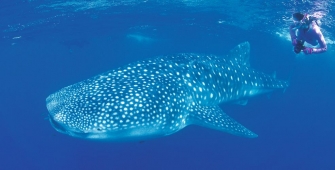 a fish swimming under water