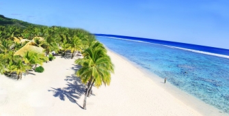 a group of palm trees next to a body of water