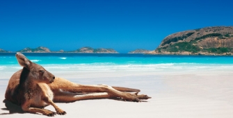 a dog sitting on a beach near a body of water