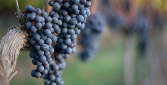 a close up of a fruit