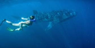 a person swimming in the water