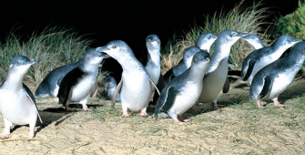 Penguins on Phillip Island