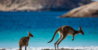 a kangaroo standing in a body of water