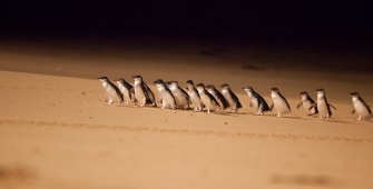 a flock of seagulls standing on a beach