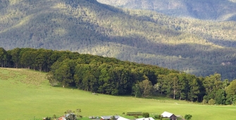 a herd of cattle grazing on a lush green field