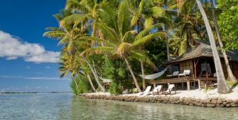 a group of palm trees next to a body of water