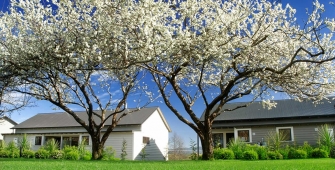 a tree in front of a house