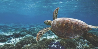 a turtle swimming under water