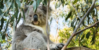 a koala eating leaves from a tree
