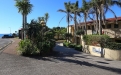 a palm tree on a street in front of a house