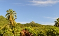 a group of palm trees on a sunny day