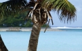 a palm tree in front of a body of water