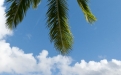 a beach with a palm tree