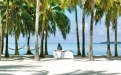 a palm tree on a beach near a body of water