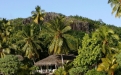 a group of palm trees next to a tree