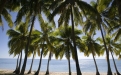 a beach with a palm tree in front of a body of water