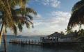 a group of palm trees next to a body of water