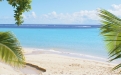 a beach with a palm tree