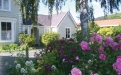 a pink flower in front of a house